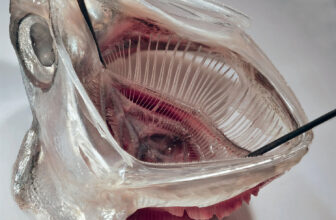 Fish-Impressed Laundry Filter Exhibits Early Promise In opposition to Microplastics